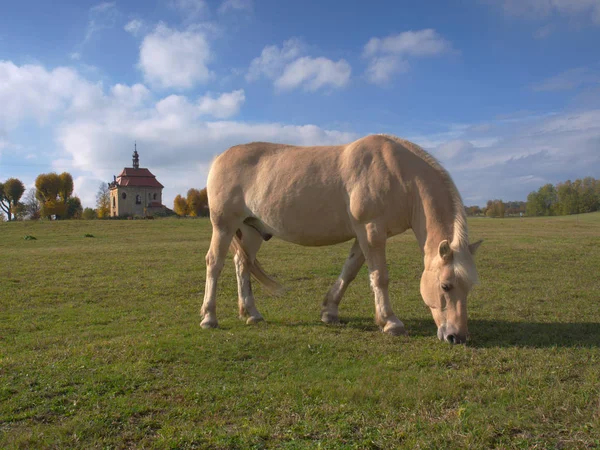 Лошади Изабеллы пасутся на лугу в зеленой траве . — стоковое фото