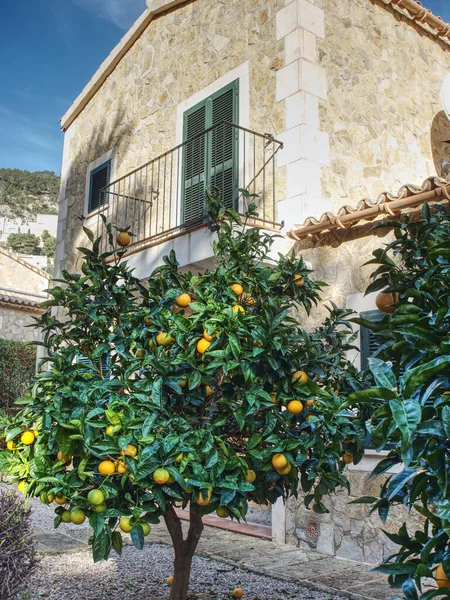 Orangenbaum Vor Dem Mediterranen Haus Geschlossene Grüne Fensterläden — Stockfoto