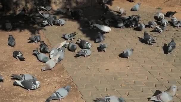 Hungry Fat Pigeons Herd Hurry Eat Palma Mallorca Promenade — Stock Video