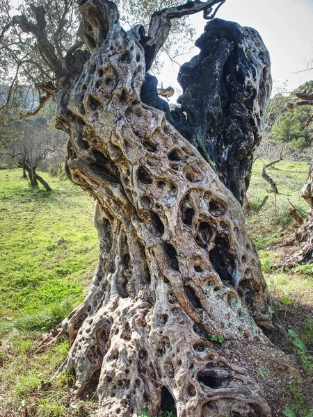 Zeer Oude Olijfbomen Bergtuin Van Het Eiland Malorca Oude Bomen — Stockfoto
