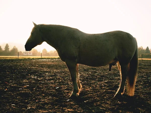 Bonitos Caballos Gordos Pastando Hierba Prado Montaña Muddy Lugares Herbosos —  Fotos de Stock