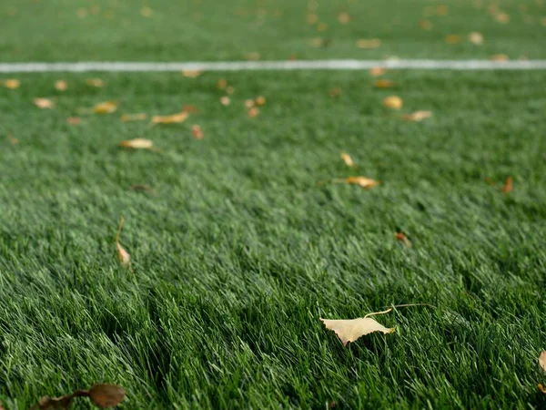 新鮮な草の上に乾いた葉 白い線で描かれた天然の緑のサッカー場の地面に落ちた乾燥したカエデの葉 — ストック写真