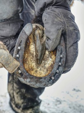 Sıcak dövme horshoe atlar hoaf üzerinde konduğunu. Nalbant kullanım keskin çelik çivi ve çivileme için küçük çekiç.