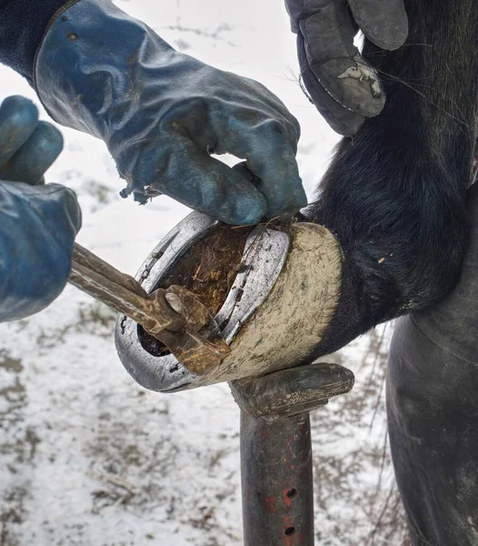 Farrier Tomar Zapatos Pezuña Hierro Desgastado Pata Caballo Enfermo Cuidado — Foto de Stock