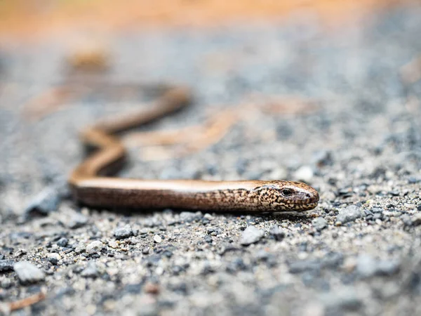 Head Slowworm Anguis Fragilis Kind Lizards Often Mistaken Snakes Close — Stock Photo, Image