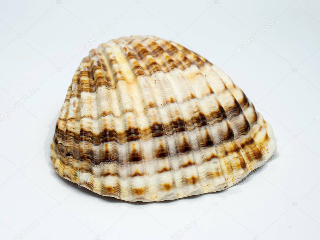 Rough brown shell of cockle isolated on white 