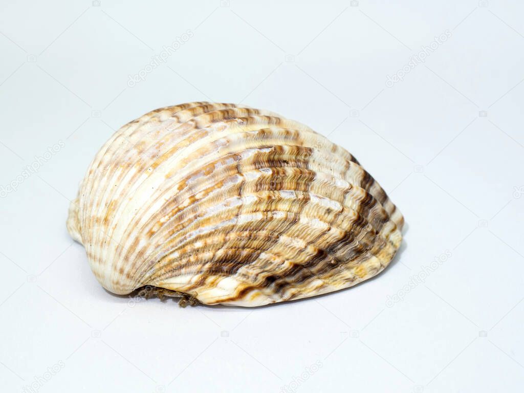 Corrugated shellfish shell. Half shell of cockle isolated on white background