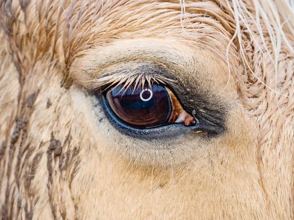 Detail Eyeball Eye Close White Isabella Horse — стокове фото