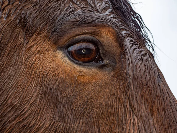 Amber horse eye with long wet lashes of brown stallion