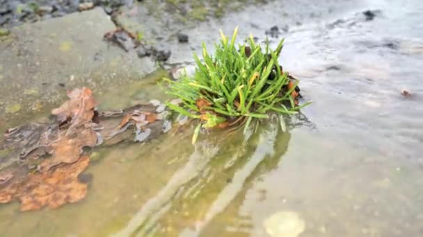 草は軒下の排水口で成長します 濁った水の緑豊かな草 汚れた水の渦 川に泡が流れ込む — ストック動画