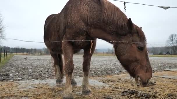下雨天 栗子的马儿在电栅栏后面吃干草 — 图库视频影像