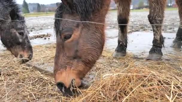 Petit cheval hucul soumis gras mange du foin sec. Donne de la nourriture à un poney confiant .