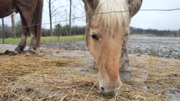 Röd Gyllene Isabella Hucul Häst Matar Torrt Lerig Hage Trevlig — Stockvideo