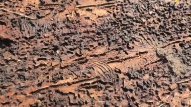 Ağaç kabuğu detayı. İç kabuk, ladin kabuğu ve odunu arasında yenmiş bast. Kabuk böceği yumurtadan çıktıktan sonra büyük odalar. Orman tahribatı, felaket..