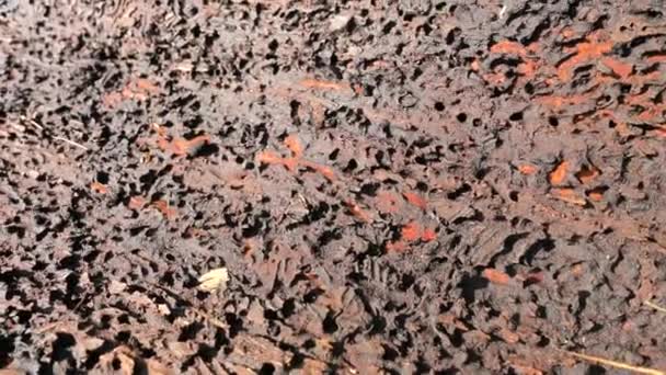 トウヒの樹皮の下で詳細な眺め 樹皮の下で完全に食べるすべての自慢の死の木 樹皮甲虫は木の栄養分を破壊した バークビートル災害 — ストック動画