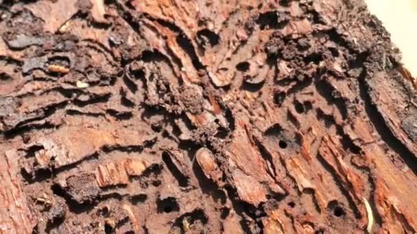 白蛾樱桃蛾在树皮甲虫孵化后 在挪威云杉树皮的房间里爬行 森林破坏 — 图库视频影像