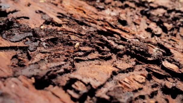 Der Weiße Wurm Kirschmotte Kriecht Nach Dem Schlüpfen Des Borkenkäfers — Stockvideo