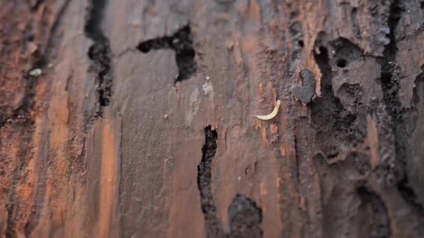被砍倒的病树树皮的细节 枯树的树皮 随着蠕虫的移动 — 图库视频影像