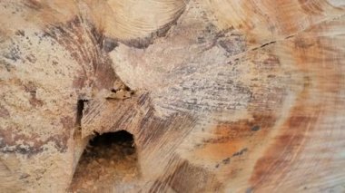 Kırık ve kesilmiş çam ağacının gövdesinin kesiti. Ağaç güçlüydü, kabuğu temiz ve güzeldi, ama içi çürümüştü.