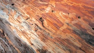 Kabuk böceği galerisi ladin ahşap izlerine oyma yapıyor. Kabuğun altında böcek izleri var.
