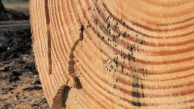 Kaba oyulmuş ağaç dokusuna yakın çekim. Çam ağacı gövdesini kes.