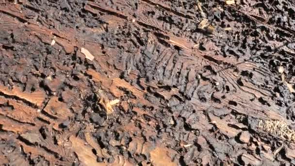 Shattered tree bark by danger insect. Heavy sick spruce tree suffers from a bark beetle pest. Destructive insect or fungi that attacks wood. — Stock Footage Shattered Tree Bark Danger Insect Heavy Sick Spruce Tree Suffers Stock Video