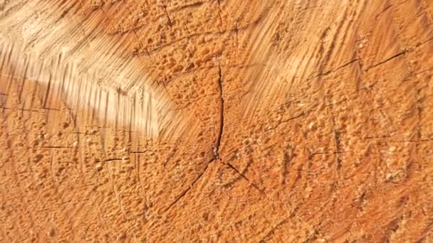 Cracks Knots Cut Pine Trunk Exactly Cut — Stock Video