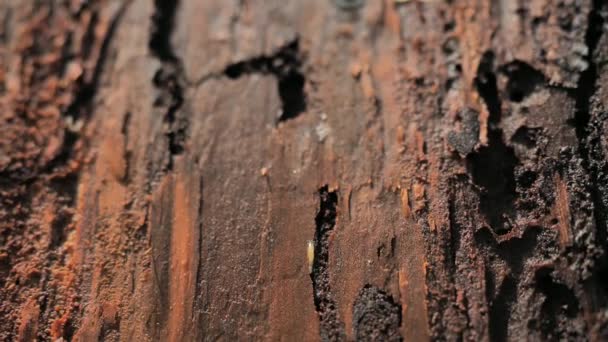 国立公園の木の虫によって破壊された死んだ森の中の樹皮 蚕に影響を受ける木 — ストック動画