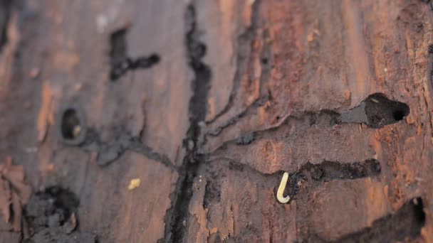 Çürümüş Ağaç Kabuğu Odun Ladin Ormanının Tehlikeli Rahatsız Edici Böcekleri — Stok video