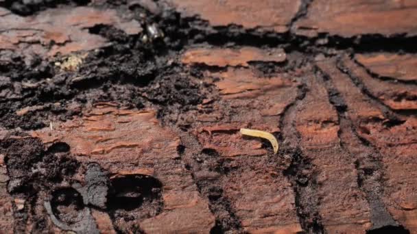 国立公園の木の虫によって破壊された死んだトウヒの木 蚕のタイポグラフィやその他の昆虫や真菌に影響を受ける木 — ストック動画