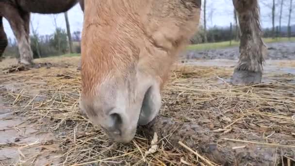 赤いブロンドのイサベラの馬は馬の農場の囲いの中で乾燥干し草やわらを食べる — ストック動画