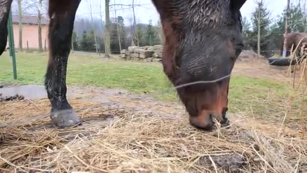 棕色害羞的热血马在有混凝土喂食处的围场里吃干草 — 图库视频影像