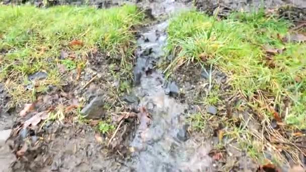 Small Shallow Rainwater Drainage Stream Park Grass Pebbles Visible Water — Stock Video