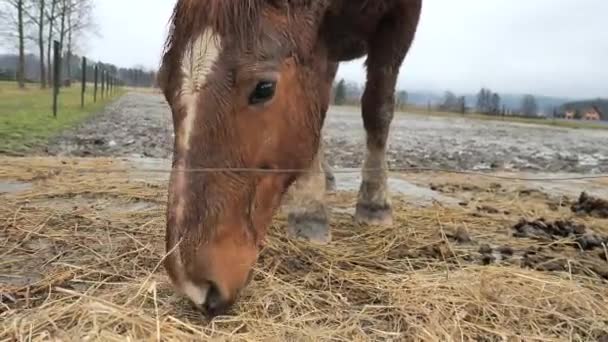 ブラウン コールドブラッド ホース ワイヤーフェンス オープン風景の中に馬の農場の間で馬の放牧をシャイア — ストック動画