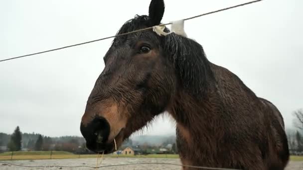 Tímido Pura Sangre Marrón Come Heno Granja Caballos Resistencia Semental — Vídeos de Stock