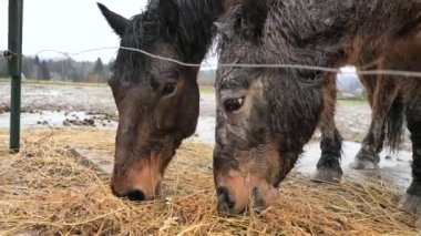 Soyunmuş ve gri noktalı kahverengi midilli elektrikli tel örgülerin arkasında kuru saman otlatıyor. At ve at çiftliğinde yağmurlu bir gün..