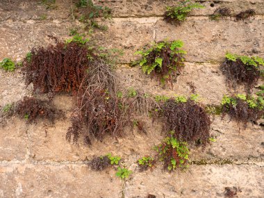 Eski Brick Wall fotoğrafı. Eski katedraldeki Grunge Kırmızı Taş Duvarı. Palma şehrindeki imparatorluktan tarihi ortaçağ tuğla duvarı
