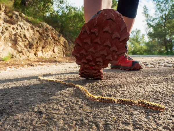 Бегущая Обувь Будет Наступать Ряд Опасных Древесных Гусениц Гусеницы Ищут — стоковое фото