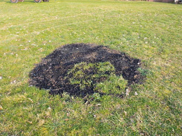 新鮮な緑の草の中に黒い焦げた円 廃棄物の燃焼後の庭の場所 — ストック写真