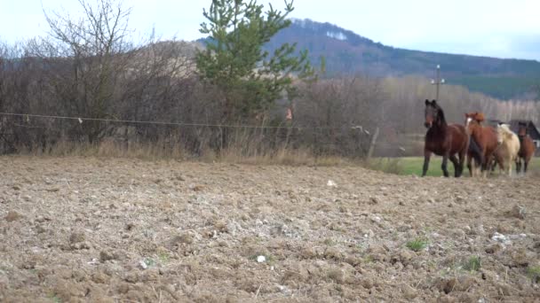 Führendes Warmblut Pferd Gefolgt Von Braunem Kaltblut Weißem Isabella Pferd — Stockvideo