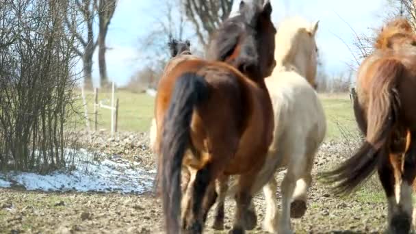 Joli troupeau de chevaux entouré d'un groupe mené par un étalon brun. troupeau traverse un point étroit entre les racines pour ouvrir les pâturages. Journée ensoleillée avec ciel bleu. Mouvement lent à 180 ips .