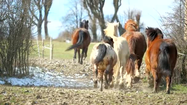 Troupeau de chevaux mélangés avec des chevaux bruns et des poneys blancs et tachetés galopant à travers une étroite tache entre les buissons. Tous les chevaux courent dans la lentille. Les sabots tourbillonnent la poussière. Mouvement lent .