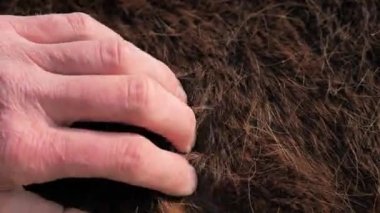 At kalın, sıcak bir kürk verin. Koyu kahverengi atın kalın ve sıcak kış derisi. Dışarıdaki canlı atın bedeni.