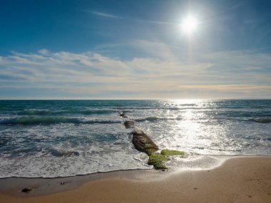 Denizin sakin sularında yosunlu taşlı dalgalar. Kumsal yosunları, taşlar ve deniz kabukları..