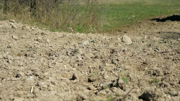 砂の上を馬が走っている 乾燥した泥だらけの地面に群がって種牡馬の群れの足を閉じます 灰色のほこりで馬の足 ほこりで馬の蹄の詳細 馬が動いてる スローモーション — ストック動画