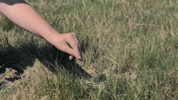 Arid Meadow Destroyed Grass Pasture Due Lack Moisture Farmer Hands — Stock Video