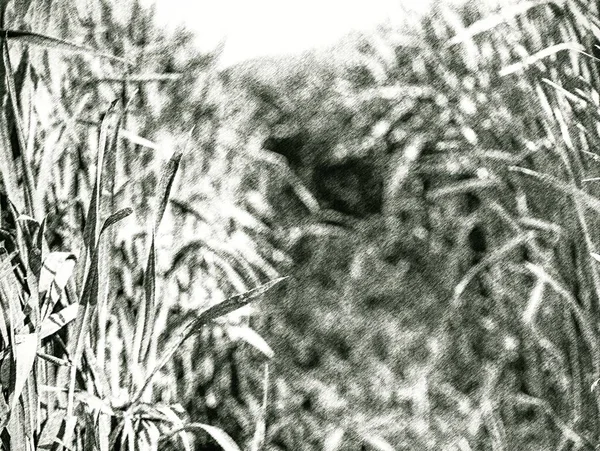 暖かい春の夏には緑の小麦が閉じます 麦畑の詳細 農業分野 破線の鉛筆画効果 — ストック写真