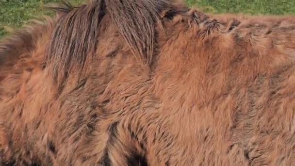 Alto Cavalo Equitação Com Casaco Inverno Muito Grosso Cabelo Encaracolado — Vídeo de Stock