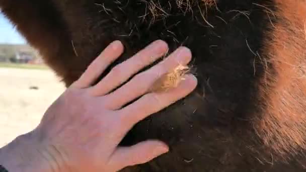 Das Braune Warmblutpferd Wird Mit Den Händen Hals Und Den — Stockvideo