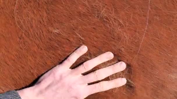 Cavaleiro Toca Raça Pêlo Curto Cavalo Sangue Frio Casaco Está — Vídeo de Stock